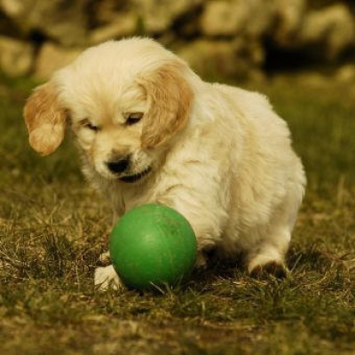 les chiens *les amis d'humain* - photo 3