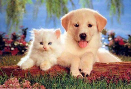 chats VS chiens *1* - photo 2