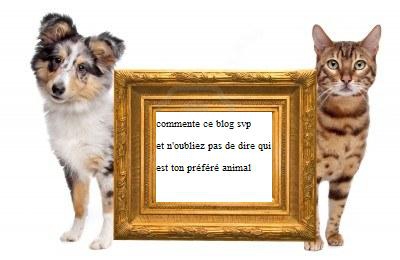 chats VS chiens *2* - photo 2