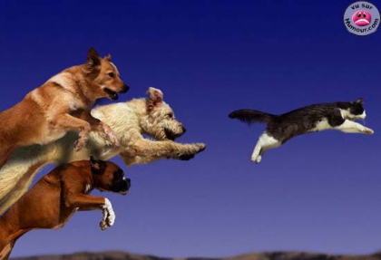 chats VS chiens *2* - photo 3