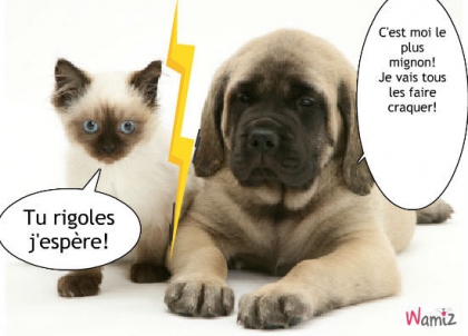 chats VS chiens *2*