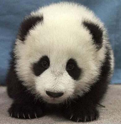 panda - photo 2
