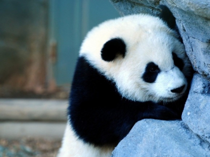 panda - photo 3