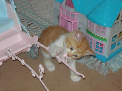 Mon chat,mon tout,mon loulou!