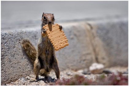 Animaux adorable! - photo 2