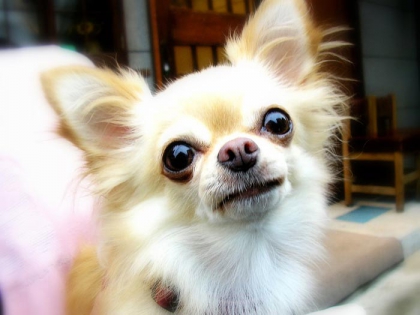 mes petits amis - photo 2