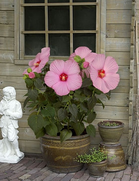 Laisse le vivre... - photo 3