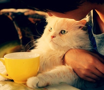 les swagga's  - photo 2