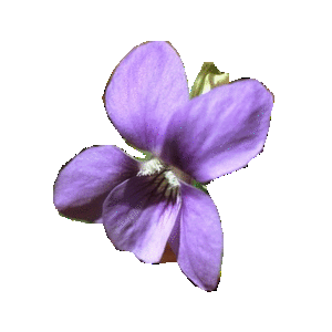 Violette la jolie brune