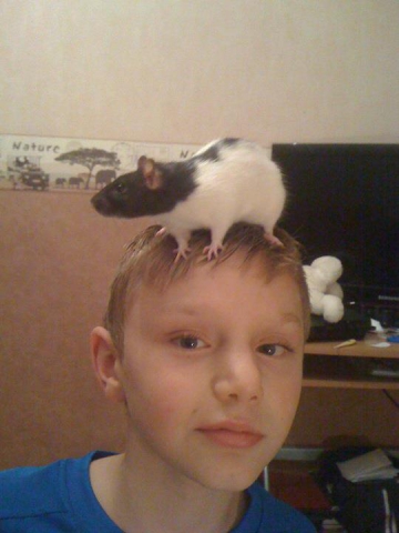 un rat cher nous