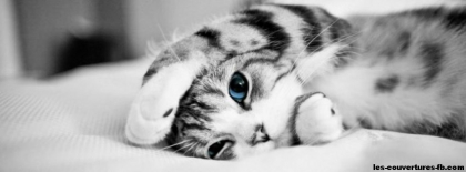 choisi ton chat  - photo 2