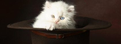 choisi ton chat  - photo 3