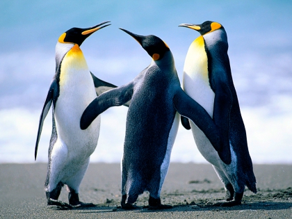 prot�ger c'est animaux ! - photo 3