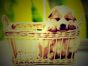 Les animaux trop mignon !!!!!!!!! - photo 3