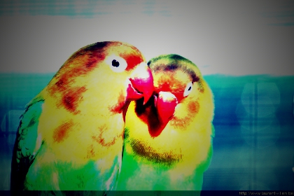 Les animaux trop mignon !!!!!!!!!