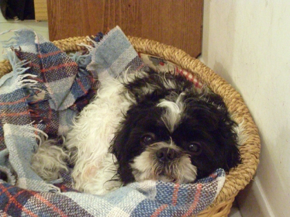 Quel et votre animal prefere ?