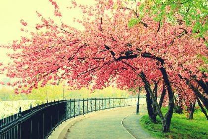 Ne fais jamais d'une personne ta priorit�, quand tu n'es qu'une option dans la sienne