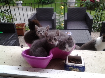 Mes petits chatons!!! - photo 2