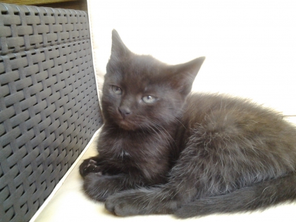 Mes petits chatons!!! - photo 3