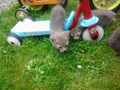 Mes petits chatons!!!