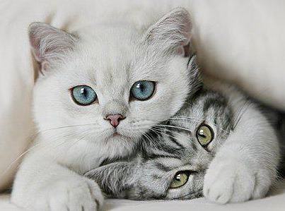 vive le maroc - photo 3