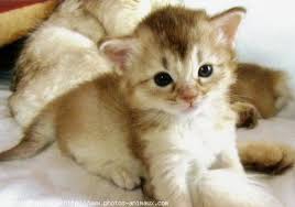 mignon???(suite) - photo 3