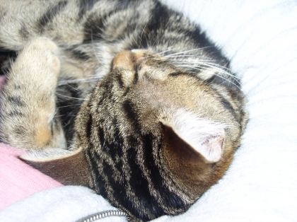 moustache et mistic - photo 3