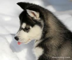 J'ai pas bouger de chez moi !!! a cause la neige !!! :p - photo 3