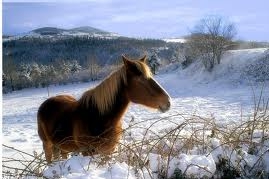 J'ai pas bouger de chez moi !!! a cause la neige !!! :p