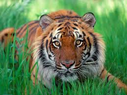 Les plus beau tigres du mondes