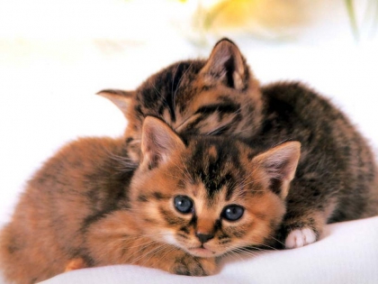 fan de..........n3 - photo 3