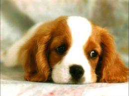 les animeaux - photo 2