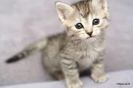 les animeaux - photo 3