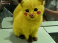petit chats - photo 2