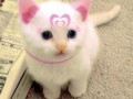 petit chats - photo 3