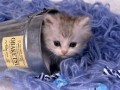 petit chats