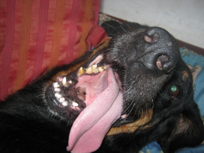 Saluuu... Moi je suis new ici je vous embrasse toutes et tous amuser vous bien :) - photo 2