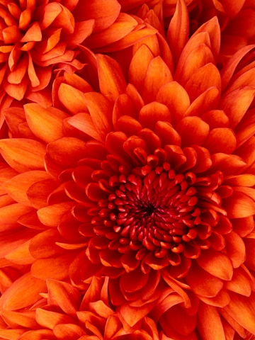 les animaux ses commeca - photo 3