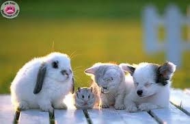 et pour les pasion d'animaux - photo 2