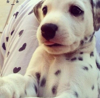 Chiot dalmatien