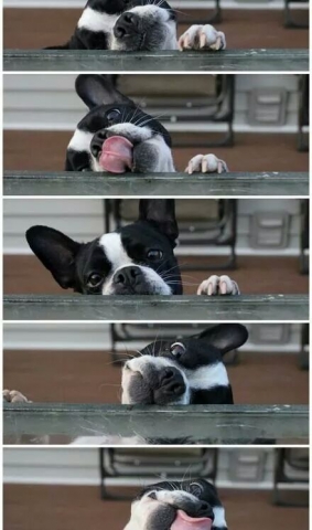 ❤❤❤❤❤❤❤❤❤chaton/chiot❤❤❤❤❤❤❤❤❤❤❤ - photo 2