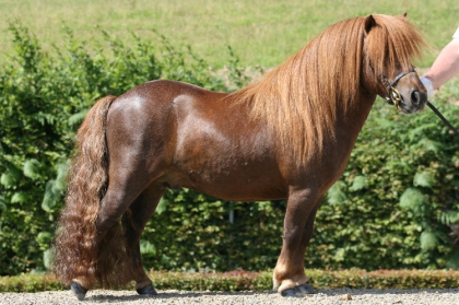 les pounnes - photo 2