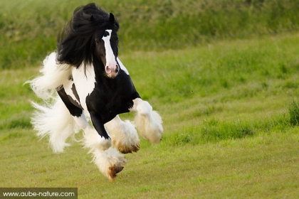 les pounnes - photo 3