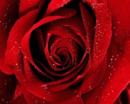 une rose rouge