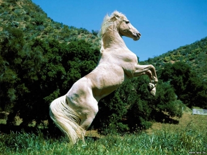j adore les chevaux