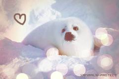 !! SAUVONS-LES !!  - photo 2