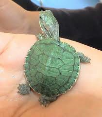      les animaux  - photo 2