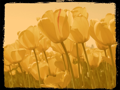 Des mysterieux garçons.