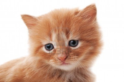 vous les trouvée mignon ? - photo 2