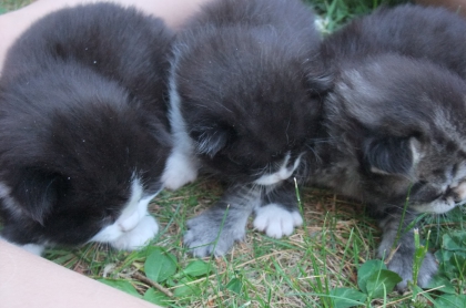 chatons - photo 2